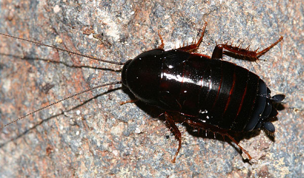 черный таракан фото самка